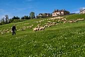 France,Aveyron,Rodez,flock of ewes of Jérôme Raynal in Fayet