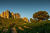 France,Vaucluse,Dentelles de Montmirail,vineyard of Gigondas