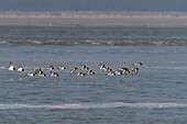 Frankreich,Somme,Baie de Somme,Austernfischer (Haematopus ostralegus Eurasischer Austernfischer), der von der steigenden Flut vertrieben wird