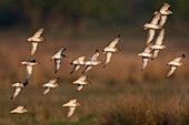 France,Somme,Baie de Somme,Le Crotoy,ruffs (Philomachus pugnax) in the marsh
