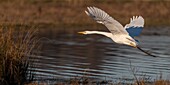 France,Somme,Baie de Somme,Le Crotoy,Flight of a great egret (Ardea alba ) in the Crotoy marsh
