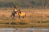 Frankreich,Somme,Baie de Somme,Le Crotoy,Henson-Pferde im Crotoy-Sumpf in der Baie de Somme,dieses rustikale und gut angepasste Pferderennen wurde von den Züchtern der Baie de Somme geschaffen