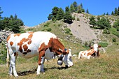 France,Hautes Alpes,Haut Champsaur,Ancelle,Col de Moissiere,cows at liberty in high mountain pastures