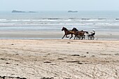 France,Manche,Cotentin,Sainte Marie du Mont,Utah Beach where took place the main American landing of D day,remains of the landings,horses and carriages on the beach at low tide