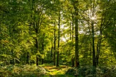 Frankreich,Somme,Wald von Crécy,Crécy-en-Ponthieu,Der Wald von Crécy und seine Buchen, die für die Qualität ihres Holzes berühmt sind (Die Weißbuche von Crécy), Frühherbst
