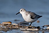 France,Somme,Baie de Somme,Picardy Coast,Quend-Plage,Sanderling (Calidris alba) on the beach,at high tide,sandpipers come to feed in the sea leash