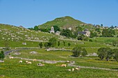 France,Lozere,Aubrac Regional Nature Park,Marchastel,the Saint Pierre church