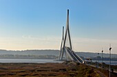 France,Seine Maritime,Natural Reserve of the Seine estuary and Normandy bridge,the reed bed in the foreground