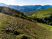 France,Pyrenees Atlantiques,Basque country,Saint Etienne de Baigorry region,landscapes,flock of sheep