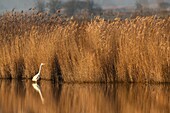 France,Somme,Baie de Somme,Noyelles-sur-mer,Great Egret (Ardea alba) in a reed bed in the Baie de Somme