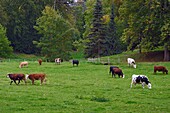 France,Calvados,Pays d'Auge,La Roque Baignard,herd of cows