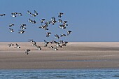 Frankreich,Somme,Baie de Somme,Austernfischer (Haematopus ostralegus Eurasischer Austernfischer) im Flug durch die steigende Flut vertrieben