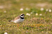 France,Somme,Cayeux sur Mer,Great Ringed Plover (Charadrius hiaticula Common Ringed Plover) at Ault