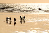 Frankreich,Somme,Ault,Graue Krabbenfischer am Strand von Ault mit ihrem großen Netz