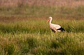 France,Somme,Somme Bay,Crotoy Marsh,White Stork (Ciconia ciconia) in search of food