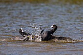 Frankreich,Somme,Bucht von Somme,Naturschutzgebiet der Bucht von Somme,Saint-Quentin-en-Tourmont,Ornithologischer Park von Marquenterre,Kampf zwischen Blässhühnern (Fulica atra - Blässhuhn): wenn sich die Blässhühner im Frühjahr zum Brüten niederlassen, kommt es zu zahlreichen Konflikten um die Verteidigung des Reviers mit Individuen, die keinen Partner gefunden haben