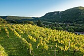 France,Jura,Chateau Chalon,vineyards on hillsides West