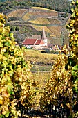 France,Haut Rhin,Niedermorschwihr,vineyards in autumn.