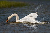France,Somme,Bay of Somme,Nature Reserve of the Bay of Somme,Marquenterre Ornithological Park,Mute Swan (Cygnus olor) bath (Toilet)