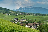 France,Savoie,before Savoyard country,the vineyards and the village of Jongieux and the tooth of the Cat