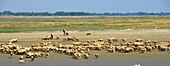 Frankreich,Somme,Baie de Somme,Saint Valery sur Somme,Mündung der Somme-Bucht bei Ebbe,Salzwiesen mit Schäfern und Schafen (Ovis aries)