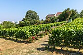 Frankreich,Seine Saint Denis,Rosny sous Bois,Weinberge der Haute Feronne