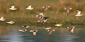 France,Somme,Baie de Somme,Le Crotoy,ruffs (Philomachus pugnax) in the marsh
