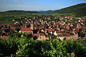 France,Haut Rhin,Route des Vins d'Alsace,Riquewihr village,It is labeled most beautiful villages of France