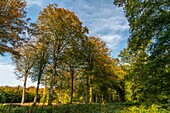 Frankreich,Somme,Wald von Crécy,Crécy-en-Ponthieu,Der Wald von Crécy und seine Buchen, die für die Qualität ihres Holzes berühmt sind (Die Weißbuche von Crécy), im Frühherbst