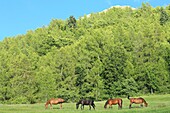 Frankreich,Hautes Alpes,Valgaudemar-Tal,Saint Firmin,Pferde auf einer Wiese