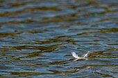 France,Somme,Bay of Somme,Nature Reserve of the Bay of Somme,Marquenterre Ornithological Park,Mute Swan (Cygnus olor) bath (Toilet)