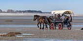 France,Somme,Baie de Somme,Le Crotoy,a horse drawn carriage driven by draft horses takes tourists to see the seals in the Baie de Somme at low tide