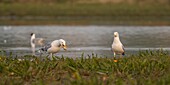 Frankreich,Somme,Baie de Somme,Naturreservat der Baie de Somme,Le Crotoy,Raub eines Nestes durch zwei Silbermöwen (Larus argentatus), die die Eier fressen