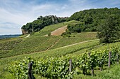 France,Jura,Chateau Chalon,the vineyard
