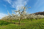 Frankreich,Meurthe et Moselle,Cote de Toul,Lagney,Kirschpflaumenbäume in Blüte