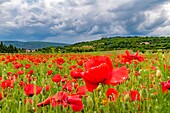 France,Vaucluse,Luberon regional park,Lacoste city and the valley of Lacoste,poppy field