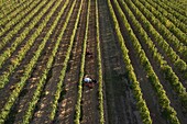 France,Tarn et Garonne,Moissac,Gilbert Lavilledieu,grape producer,Chasselas,manual grape harvest,aerial view