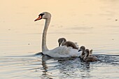 France,Somme,Somme Bay,Crotoy Marsh,Mute Swan Family (Cygnus olor - Mute Swan) with babies