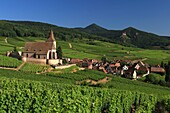 Frankreich,Haut Rhin,Route des Vins d'Alsace,das Dorf Hunawihr und seine befestigte Kirche Saint Jacques le Majeur aus dem 14. Jahrhundert, umgeben von Weinbergen, wird als eines der schönsten Dörfer Frankreichs bezeichnet
