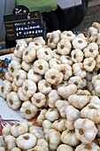 Frankreich,Gers,Saint Clar,Markt von Saint Clar,weißer Knoblauch aus der Lomagne