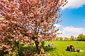 Frankreich,Hauts de Seine,der Park von Sceaux,Kirschblüten