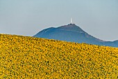 France,Puy de Dome,sunflower field near Billom,Chaine des Puys,area listed as World Heritage by UNESCO,Regional Natural Park of the Auvergne Volcanoes