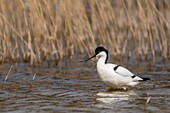 France,Somme,Baie de Somme,Baie de Somme Nature Reserve,Marquenterre Ornithological Park,Saint Quentin en Tourmont,Pied Avocet (Recurvirostra avosetta)