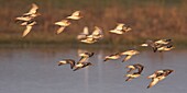 France,Somme,Baie de Somme,Le Crotoy,Crotoy Marsh,flight of Common Redshank (Tringa totanus) in the Crotoy marsh