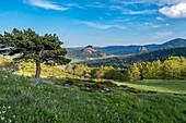 France,Ardeche,Parc Naturel Regional des Monts d'Ardeche (Regional natural reserve of the Mounts of Ardeche),Suc de Boree,Medille path,Vivarais,Sucs area