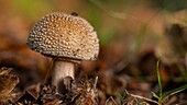 France,Somme,Crécy forest,Crécy-en-Ponthieu,Blushing Amanita mushroom - Amanita rubescens in autumn