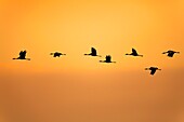 France,Landes,Arjuzanx,created on the site of a former lignite quarry,the National Nature Reserve of Arjuzanx welcomes tens of thousands of cranes (Grus grus) each year,the time of a wintering