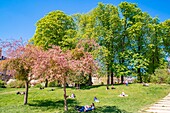 France,Paris,the Bois de Vincennes in front of Saint-Mandé lake,cherry blossoms