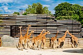 France,Paris,Zoological Park of Paris (Vincennes Zoo),giraffes