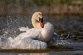 France,Somme,Baie de Somme,Baie de Somme Nature Reserve,Marquenterre Ornithological Park,Saint Quentin en Tourmont,Mute Swan (Cygnus olor Mute Swan) bath (toilet)